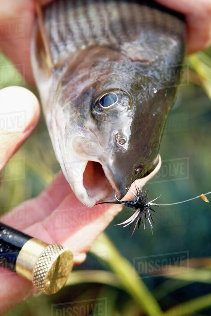 Fish on hook Stock Photo Dissolve