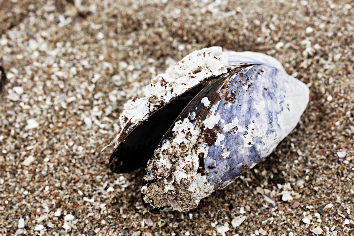 Open shell on sand - Royalty-free Stock Photo | Dissolve