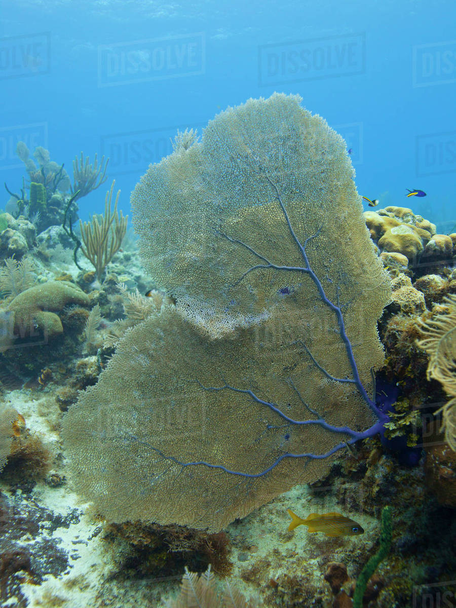Fanshaped coral reef Stock Photo Dissolve