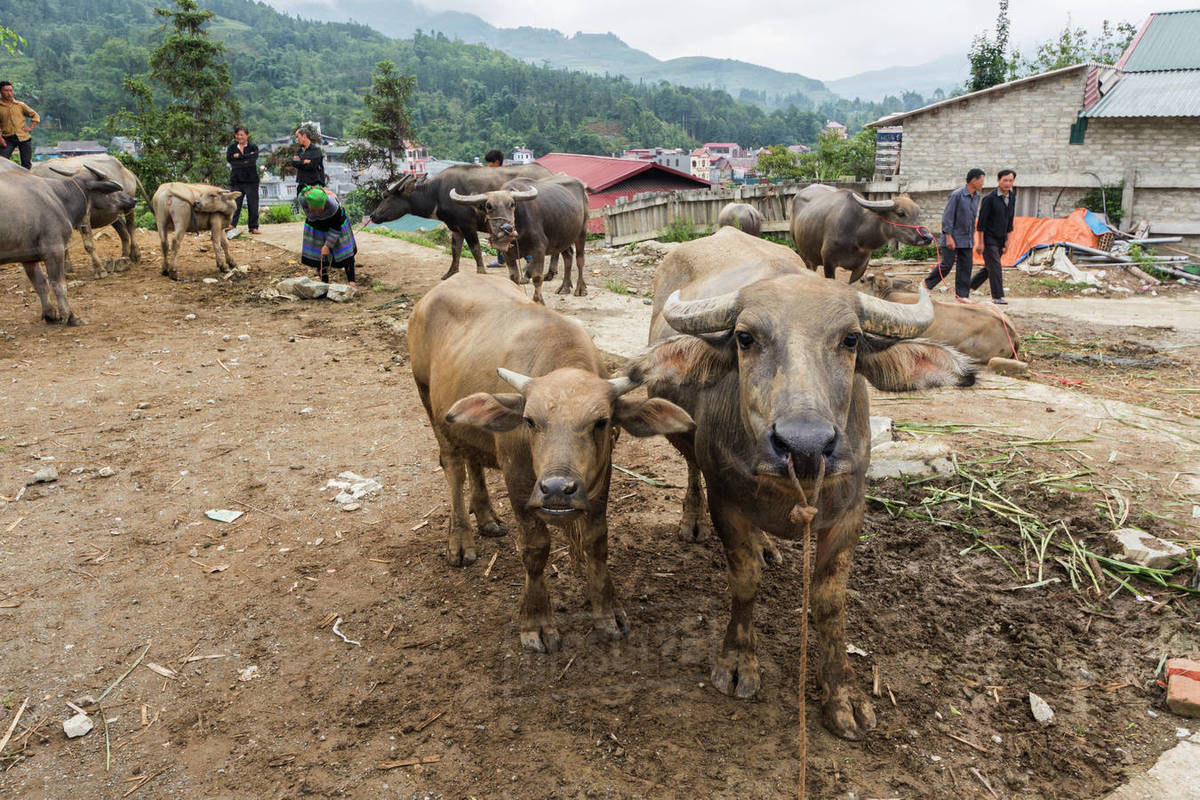 Buffalo For Sale >> Water Buffalo For Sale At The Sunday Market Bac Ha Lao Cai Vietnam Stock Photo Buffalo For Sale >> Water Buffalo For Sale At The Sunday Market Bac Ha Lao Cai Vietnam Stock Photo