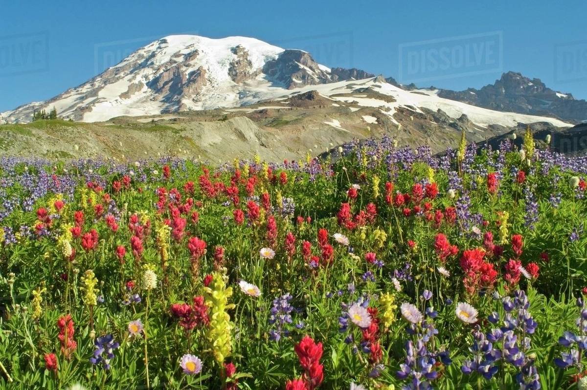 Wildflowers In Mount Rainier National Park, Washington, Usa Stock