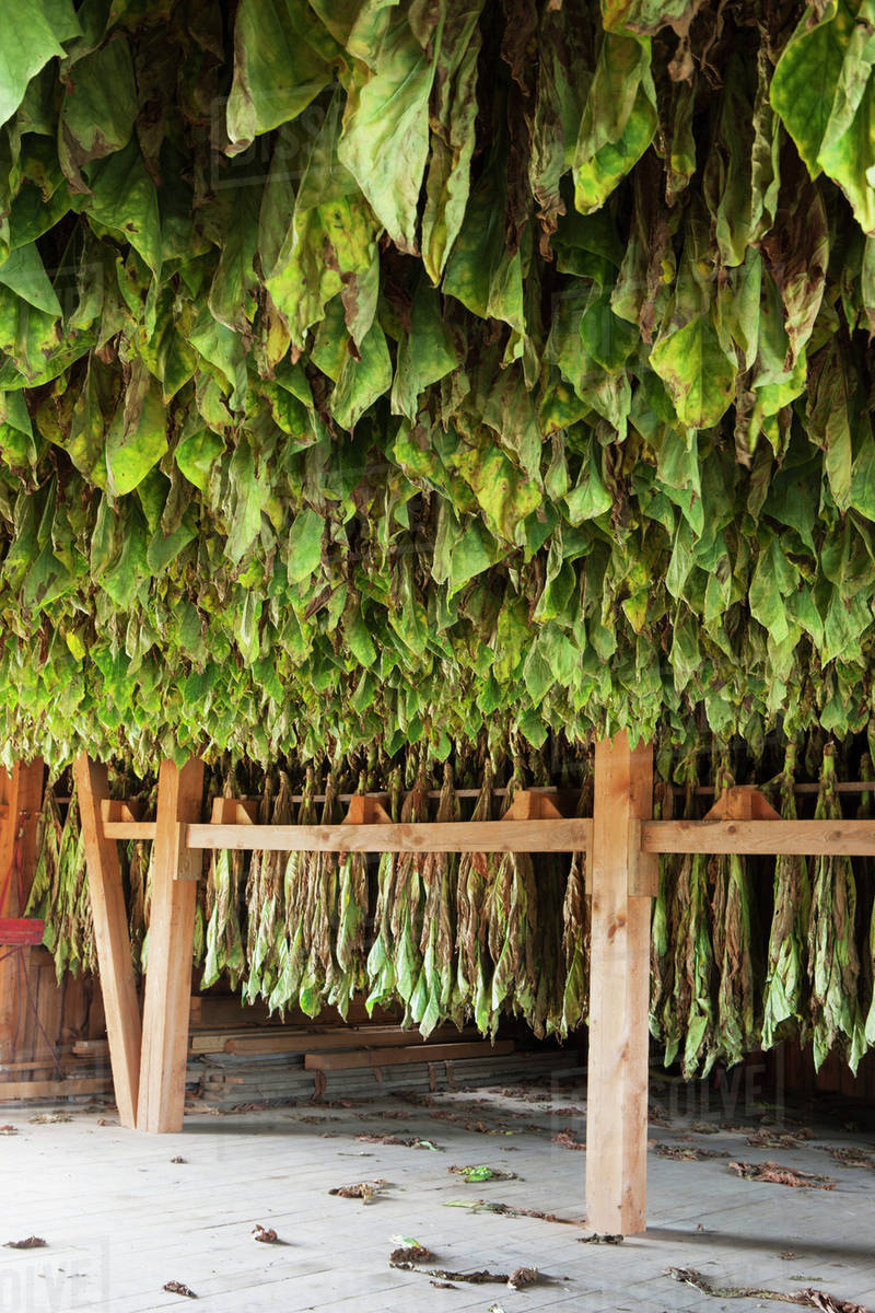 north american tobacco Lot