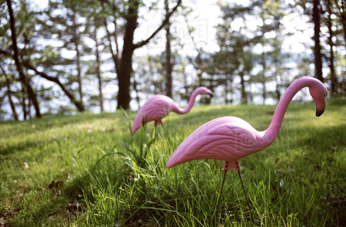 Lawn Flamingos Stock Photo Dissolve