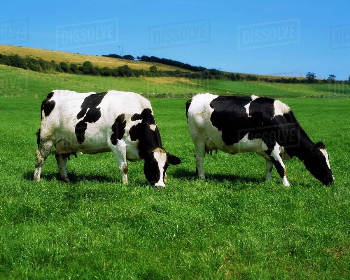 County Cork, Ireland, Dairy Cattle Stock Photo Dissolve