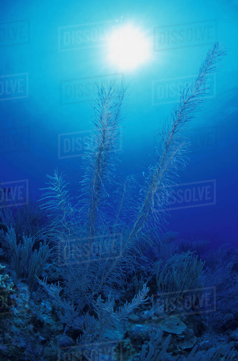 Seaweed; Caribbean Stock Photo Dissolve