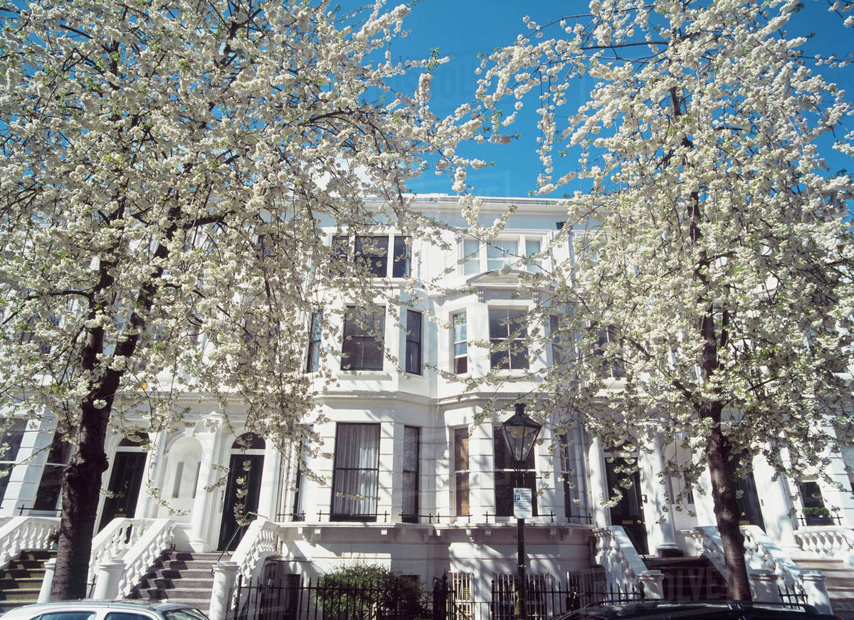Cherry Blossom Trees In Full Bloom,Palace Gardens Terrace,Kensington