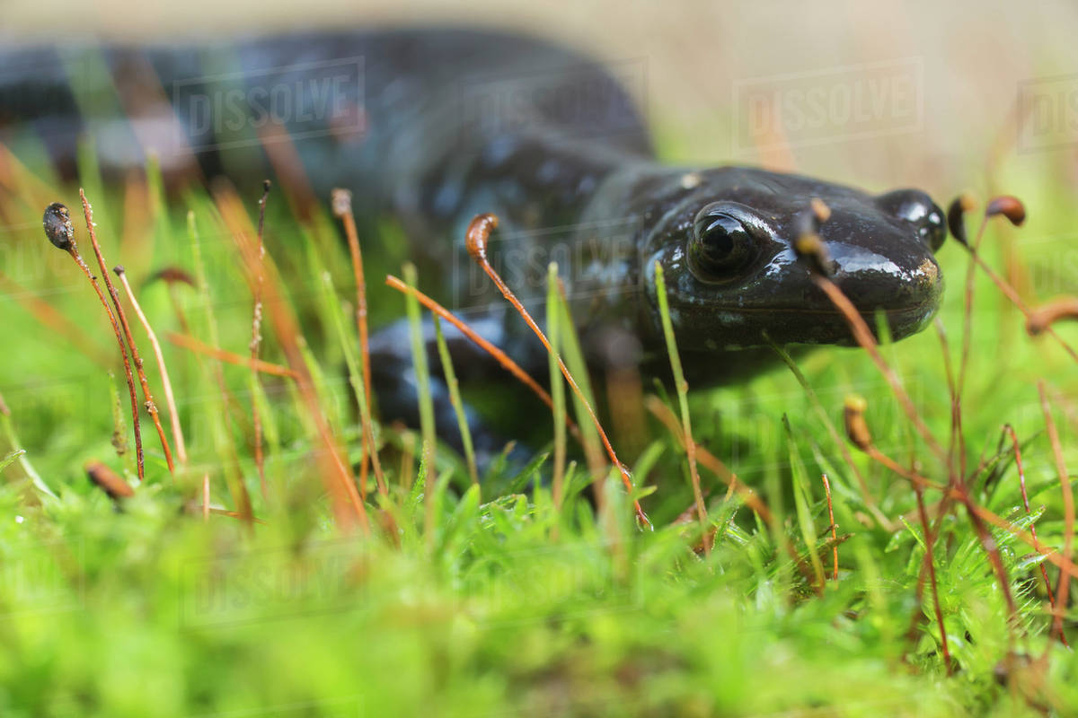 Bluespotted salamander (ambystoma laterale) crawling over moss
