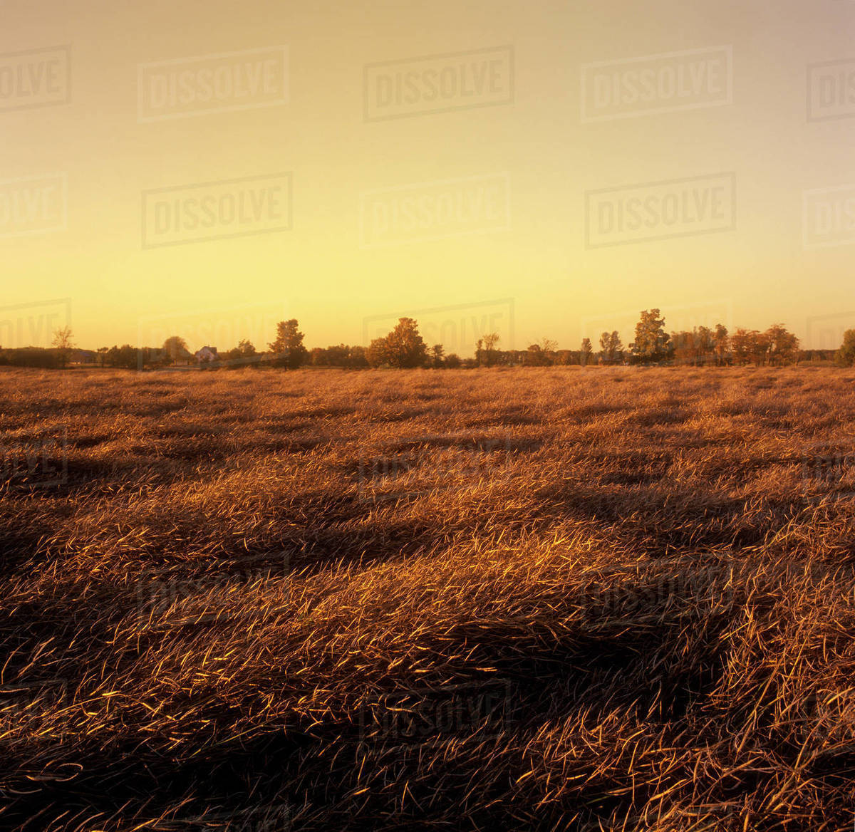 Agriculture Field of mature canola, ready for harvest, in late afternoon light / Ontario