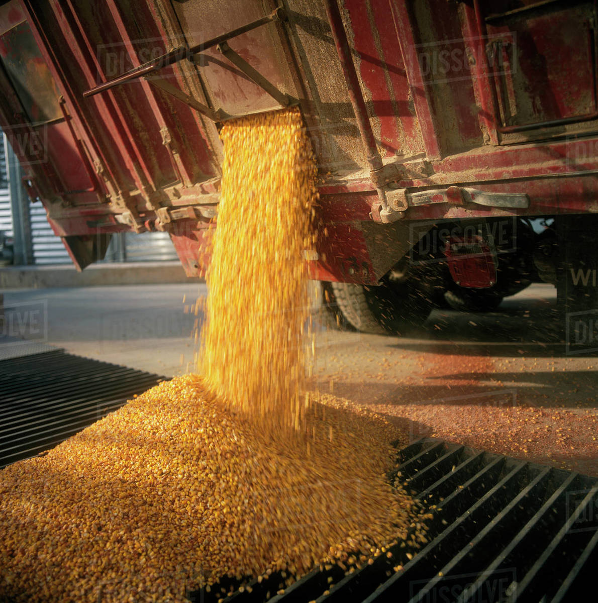 Agriculture Grain corn being unloaded from a grain truck at a grain elevator / Ontario, Canada