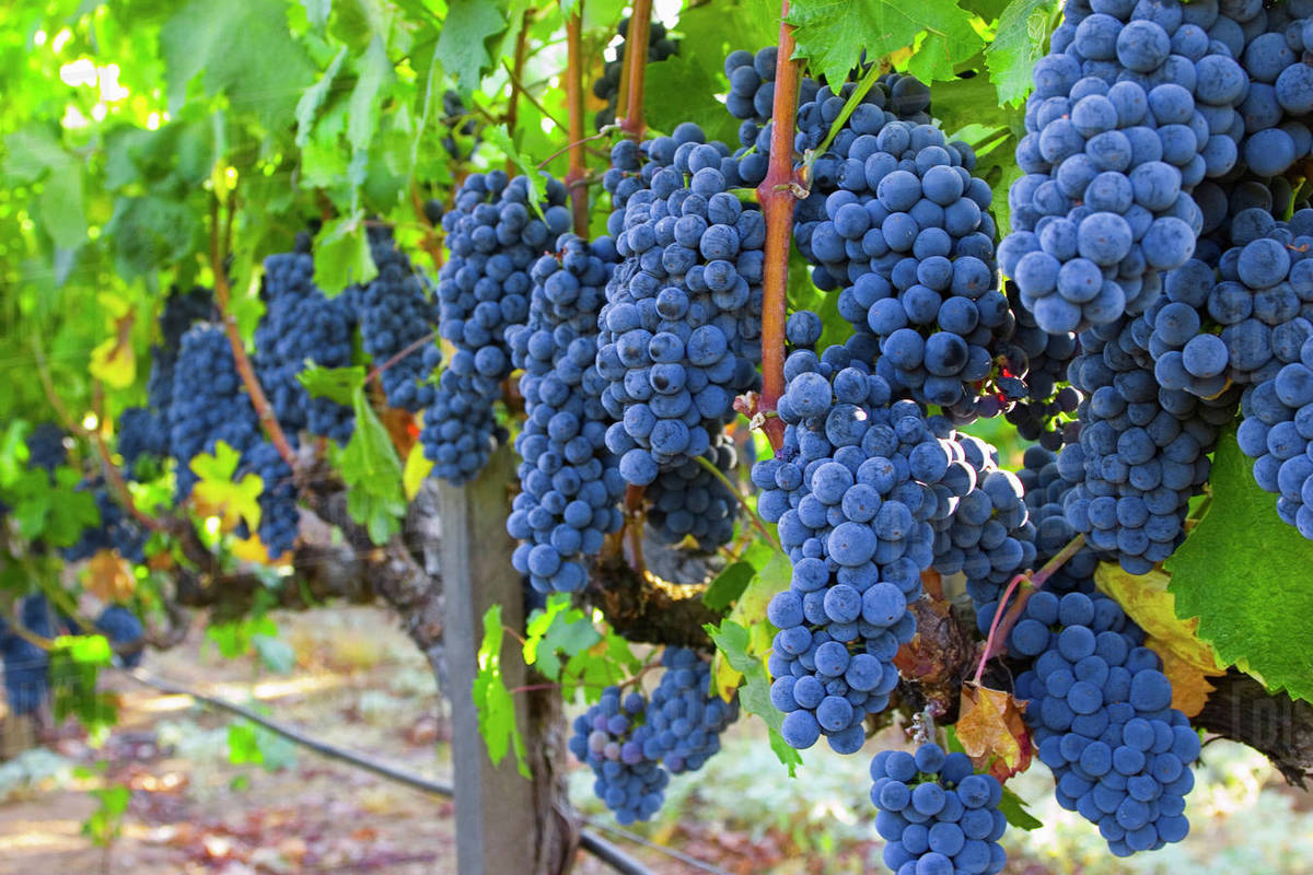 Agriculture Mature Syrah (aka. Shiraz) wine grape clusters on the