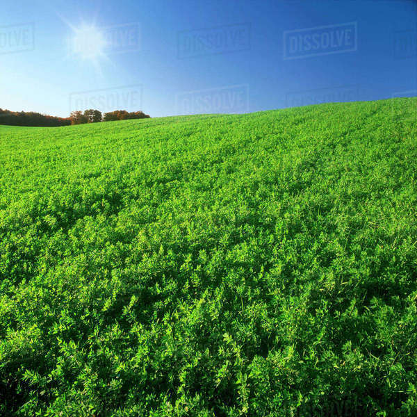 Agriculture - A healthy crop of mature alfalfa stands ready for cutting ...