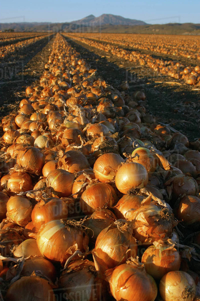 Agriculture Large field of yellow onions, in late afternoon light