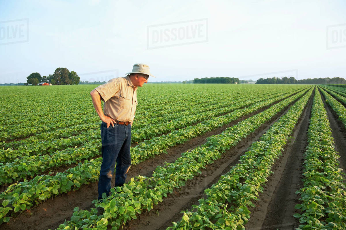 Agriculture A farmer (grower) walks through his field inspecting his