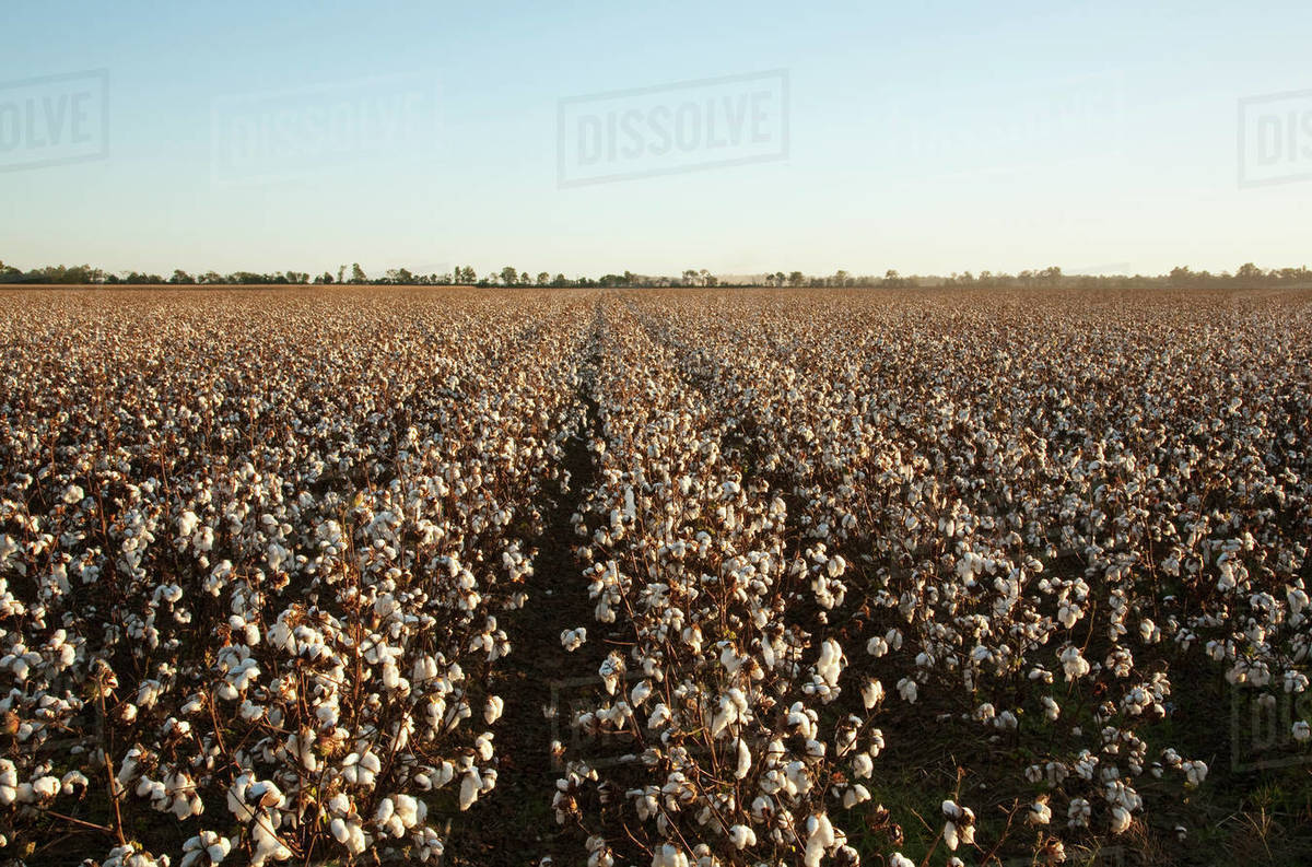 Agriculture Large field of mature defoliated cotton plants at harvest