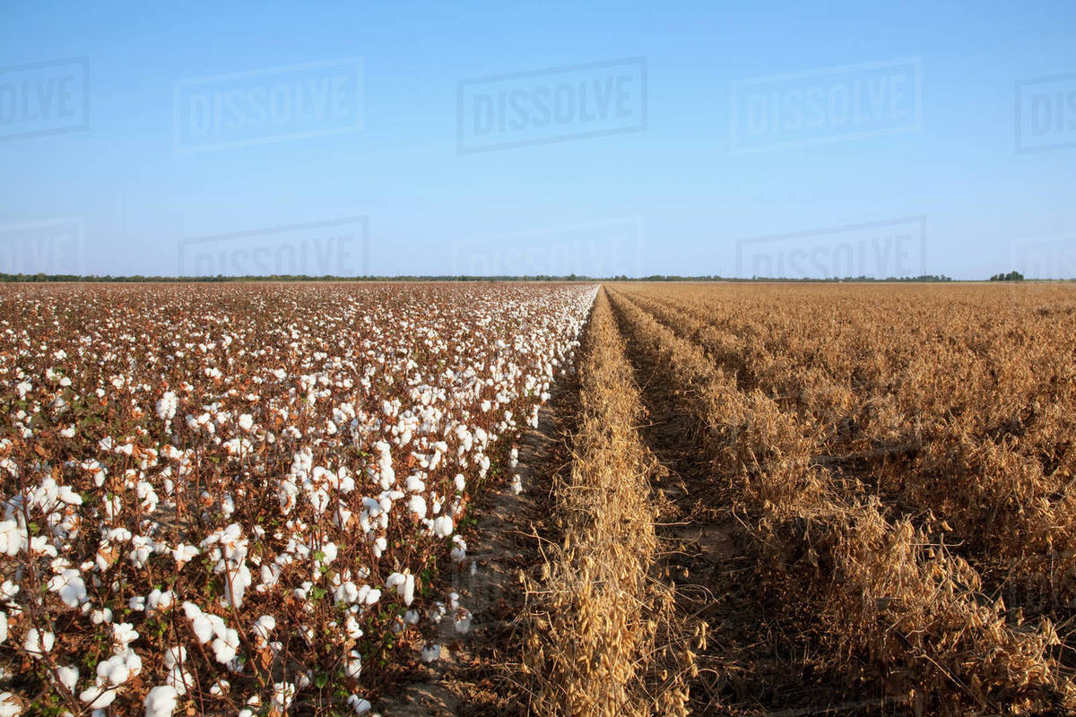 Agriculture Sidebyside mature harvest stage crops of cotton (left