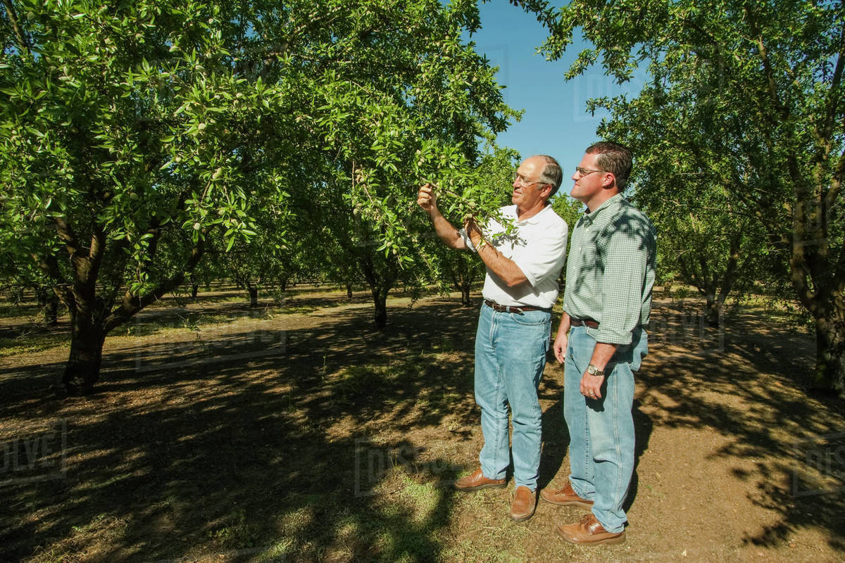 Agriculture An almond grower and his son inspect their mid summer