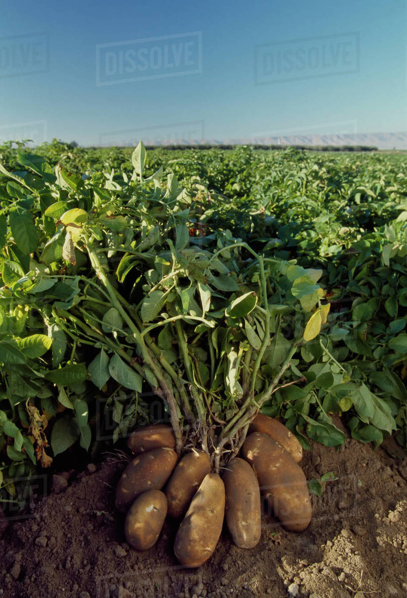 Agriculture Russet potatoes attached to the roots of mature green