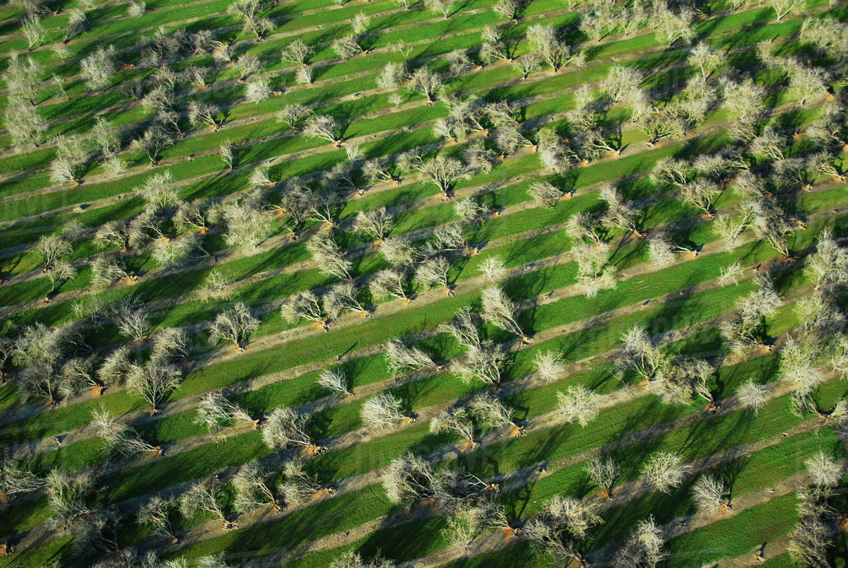 Agriculture Aerial view of an almond orchard in Winter in which