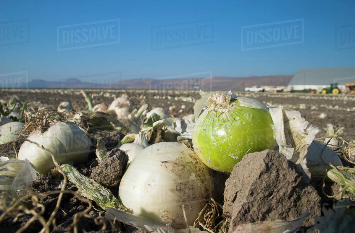 Agriculture Closeup of white onions that have been dug up are curing