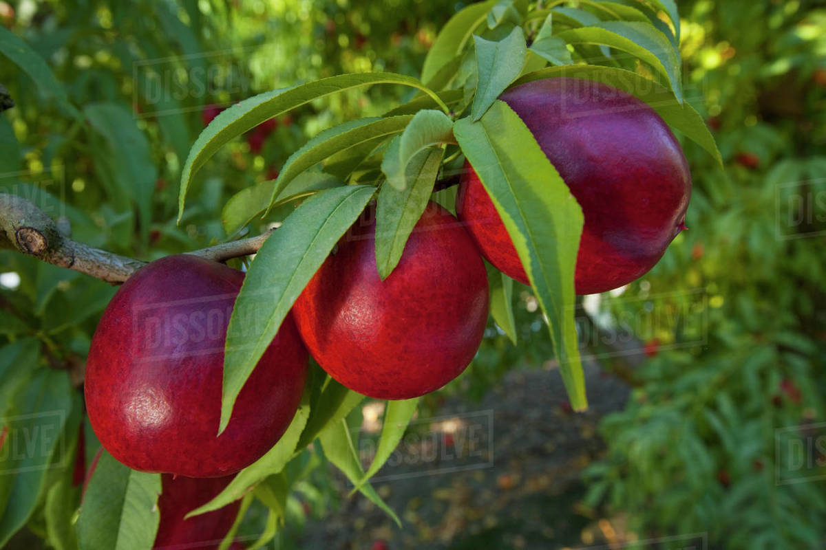 Agriculture Closeup of ripe nectarines on the tree, ready for harvest