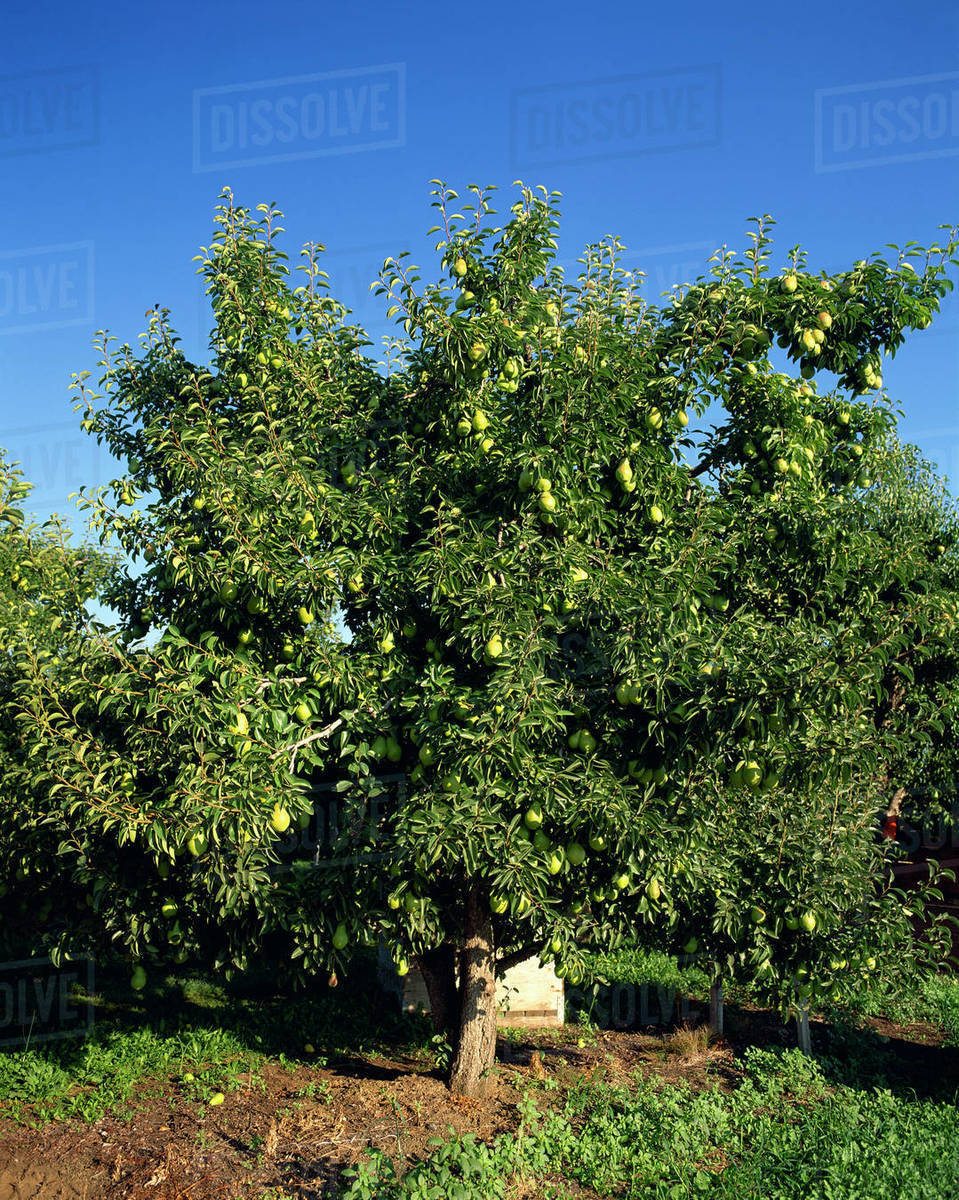 Agriculture Bartlett pear tree, with pears ripe and ready for harvest