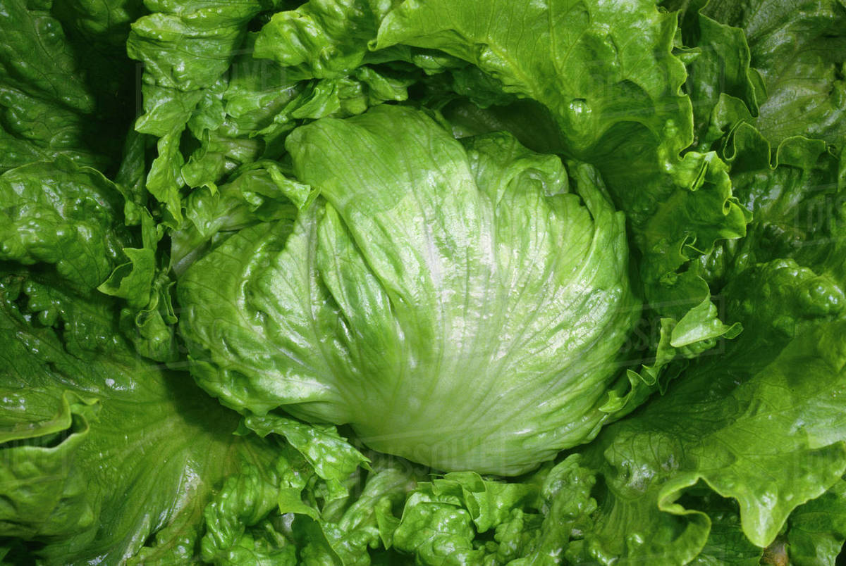 Agriculture Iceberg Lettuce head, mature and ready for harvest / San