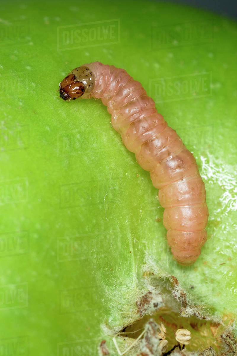 Agriculture Closeup of a Codling Moth larva (Cydia pomonella) on a