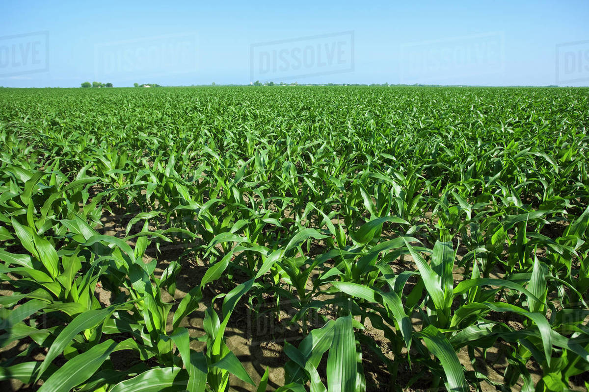 Agriculture Large field of mid growth grain corn plants