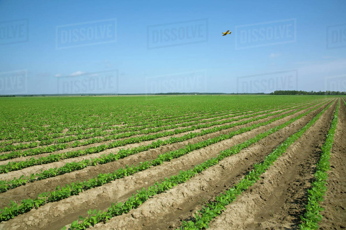 Agriculture Large field of early growth soybean plants planted on raised beds, possibly for