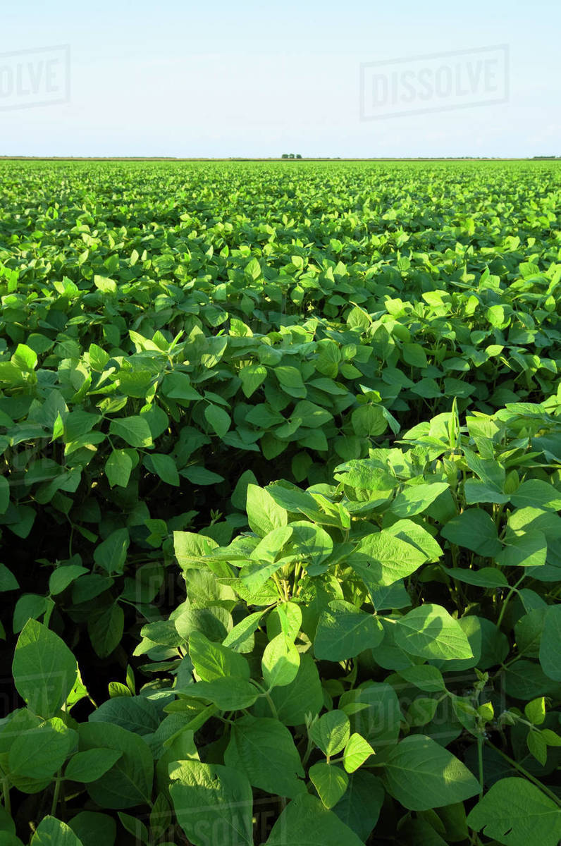 Agriculture Large field of healthy mid growth soybeans in the pod