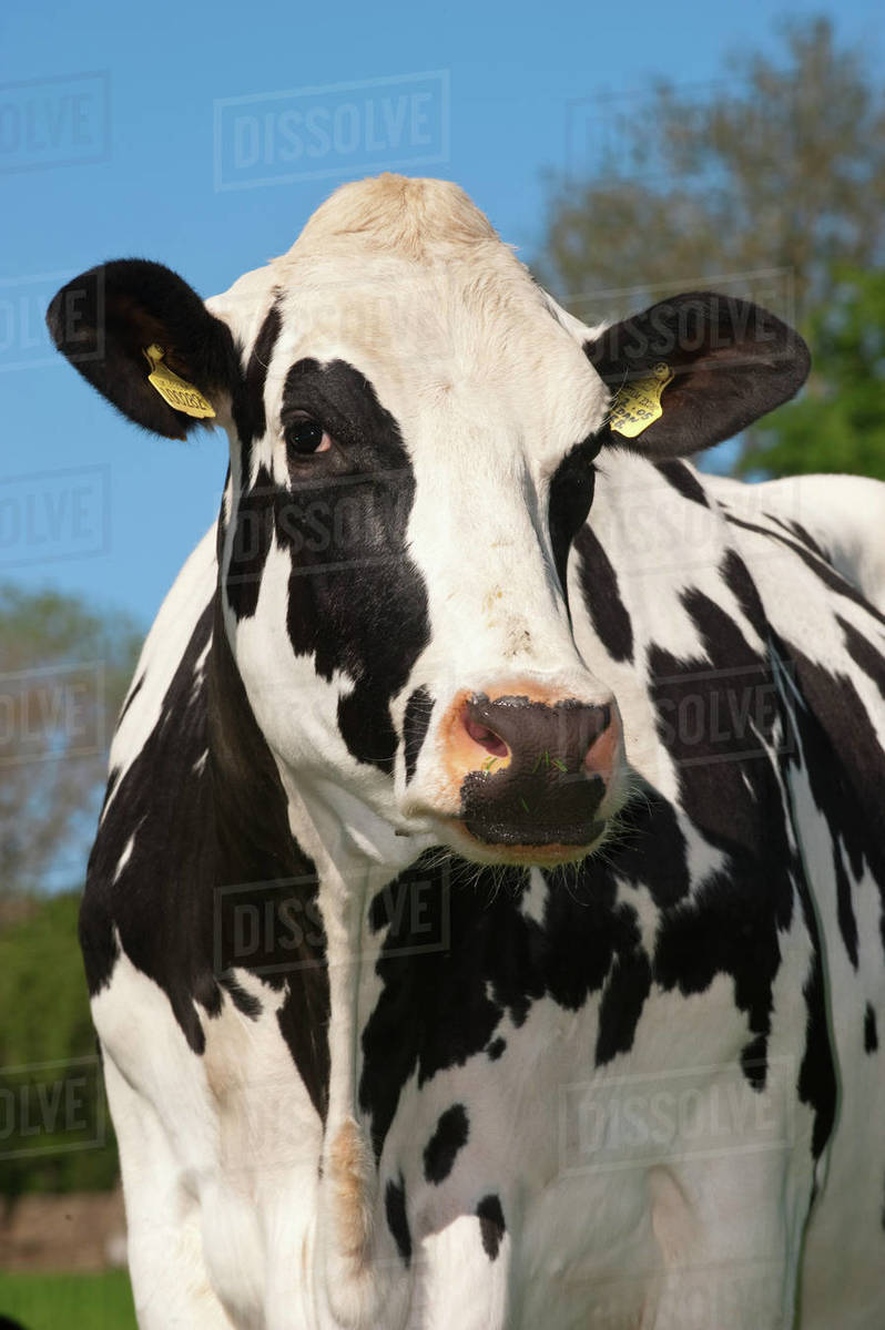 Agriculture - Closeup of a Holstein dairy cow / Cumbria, England ...