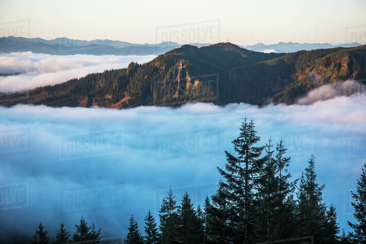 Fog fills the valleys below at dawn on Saddle Mountain; Hamlet, Oregon
