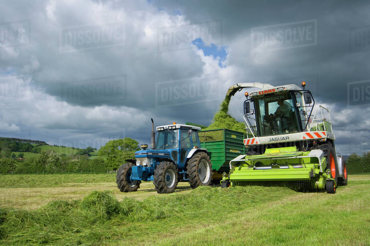 Agriculture A self propelled forage harvester harvests hay silage