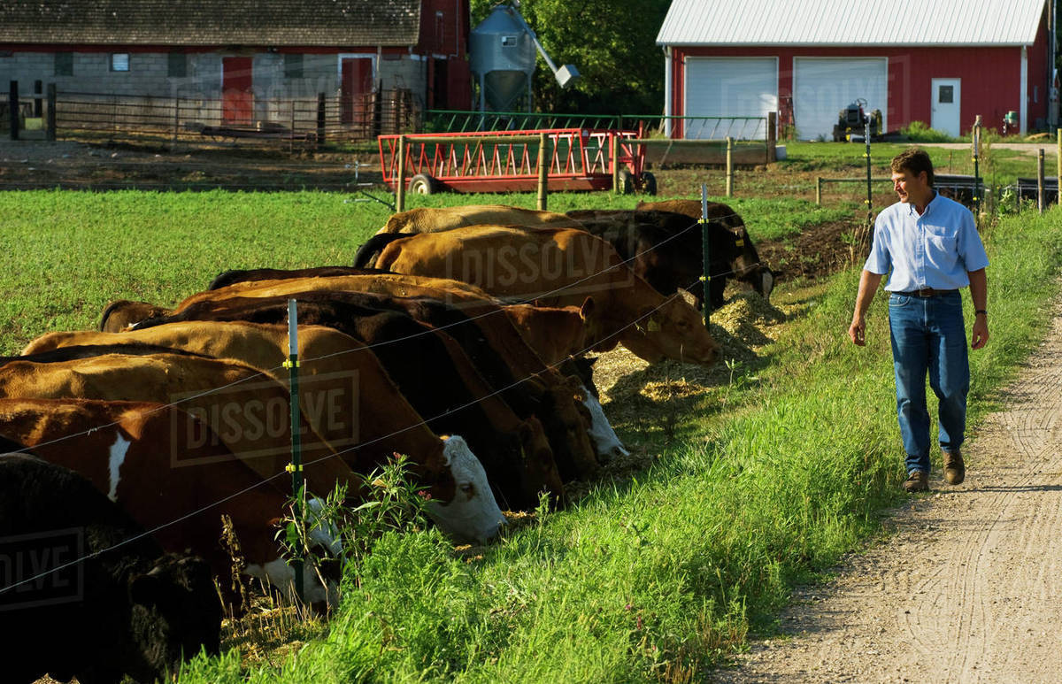 Livestock A livestock producer walks along a gravel farm road