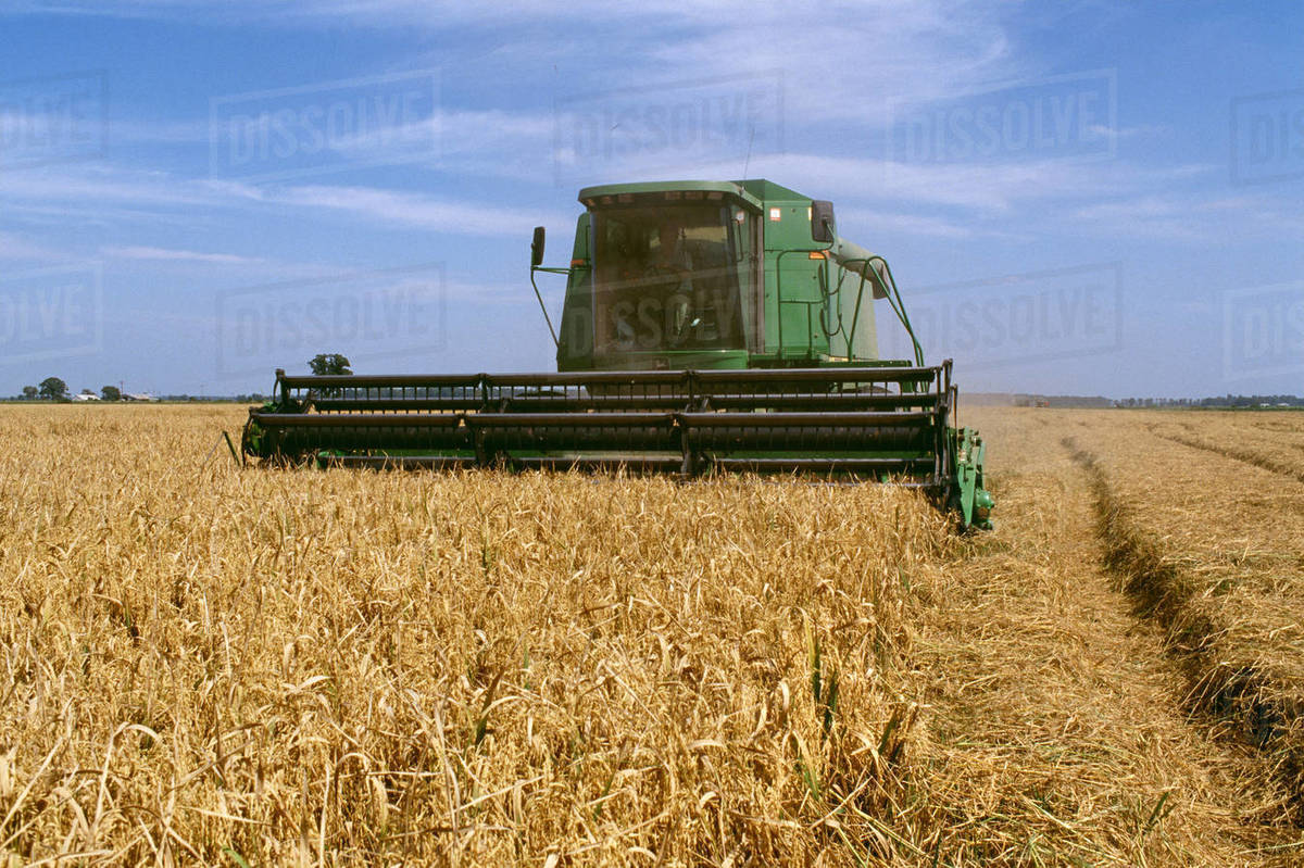 Agriculture Rice harvest / Arkansas, USA. Stock Photo Dissolve