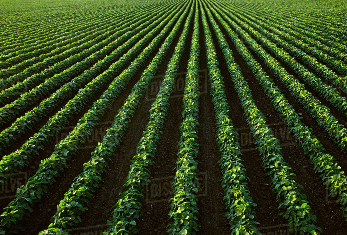 Agriculture Mid growth soybean field in July / Central Iowa, USA