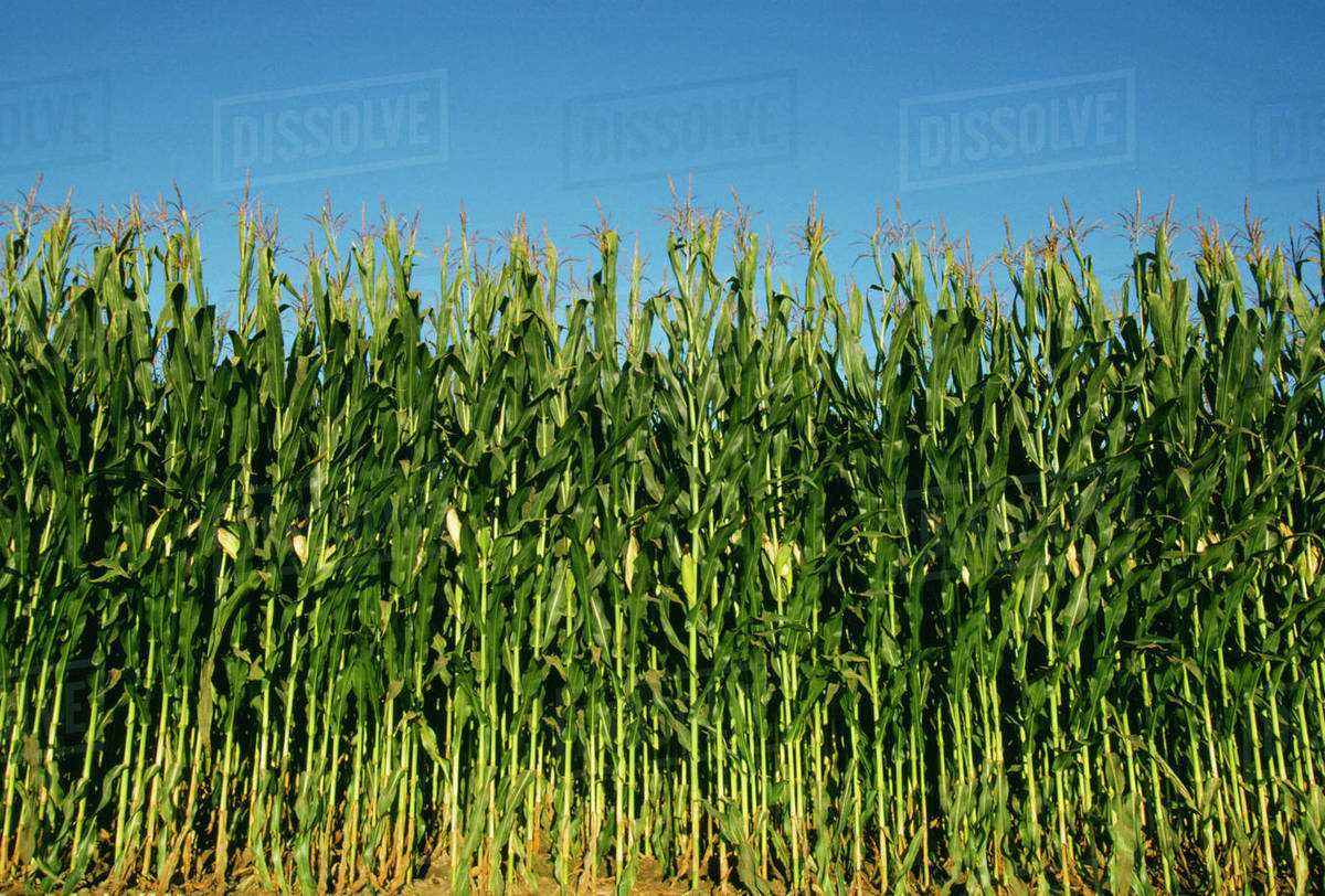 Agriculture Silage Corn Ready For Harvest Iowa USA Stock Photo solved-the-trees-that-grow-only-in-very-cold-climates-and-have-snow