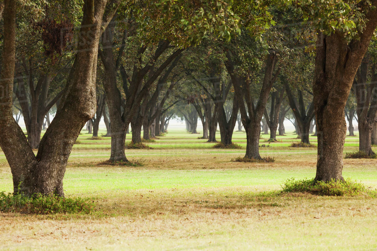 Pecan grove, ready for harvest; England, Arkansas, United States of