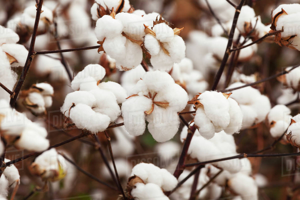 Close up on part of a cotton plant loaded with open bolls, harvest stage; England, Arkansas