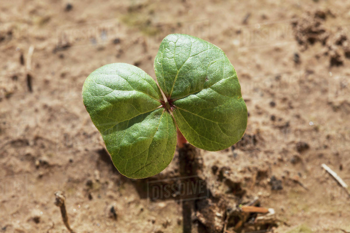 cotton seedling cotyledon stage england arkansas united states