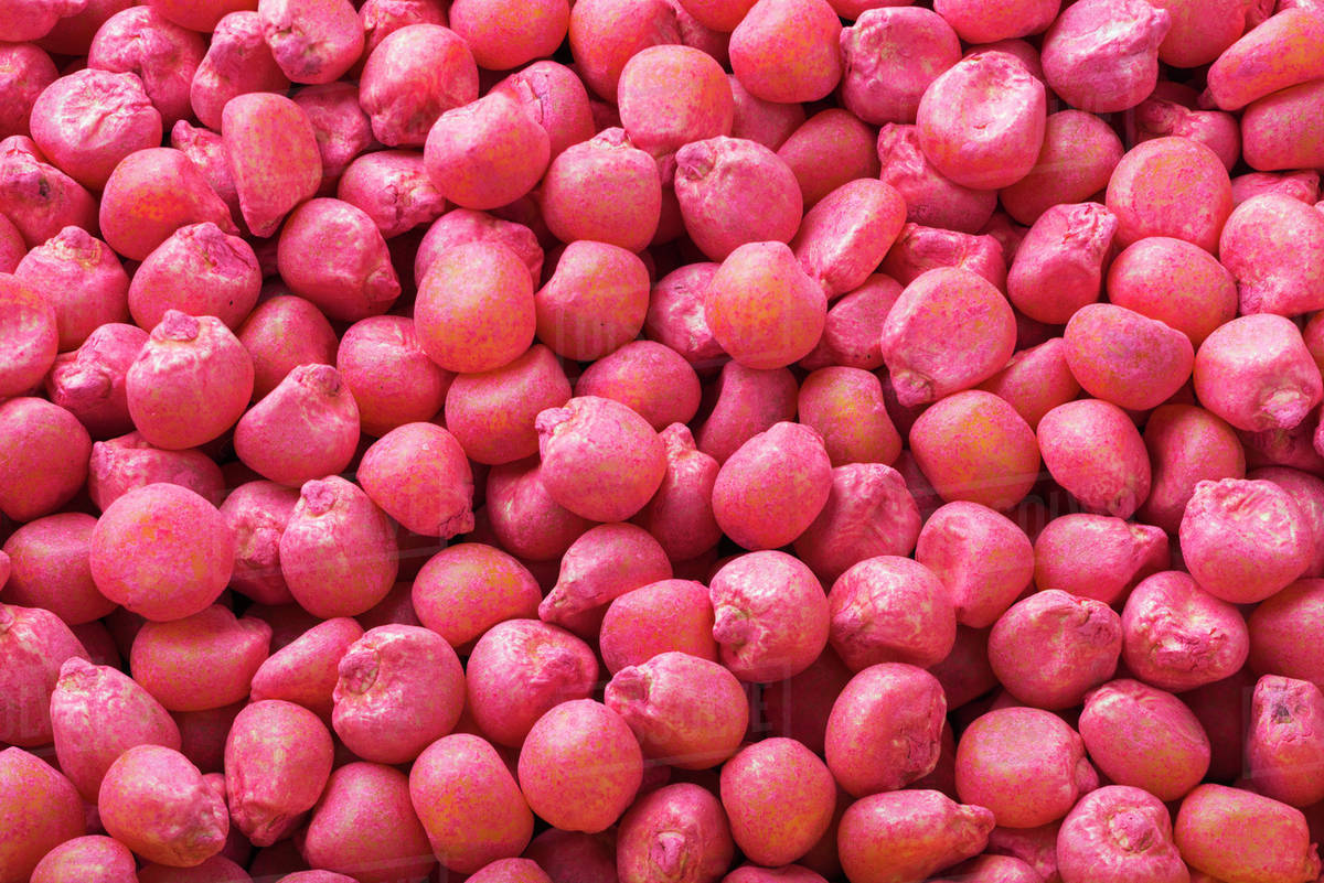 Corn seeds that have been treated with a protective antifungal coating