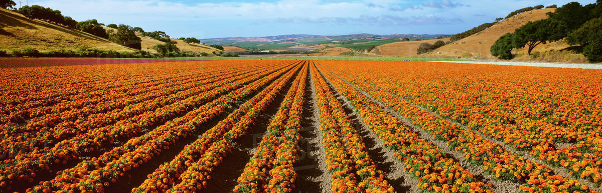 Agriculture Commercial Field Of Marigolds In Afternoon Sunlight Lompoc California Usa Stock Photo Dissolve