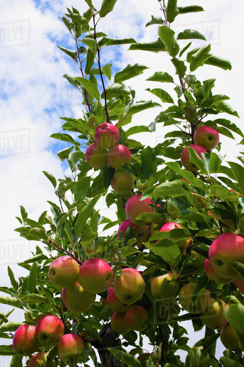 Apples growing on a tree; Rougemont, Quebec, Canada Stock Photo