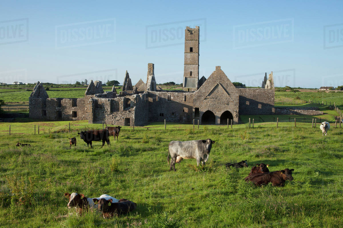 Moyne Abbey at Killala Bay, North of Ballina; County Mayo, Ireland