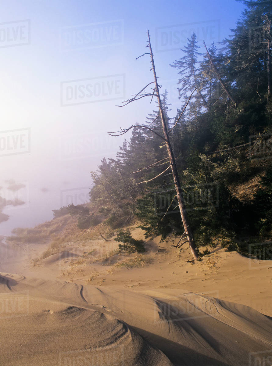 Islands of trees surrounded by trees, Oregon Dunes National Recreation
