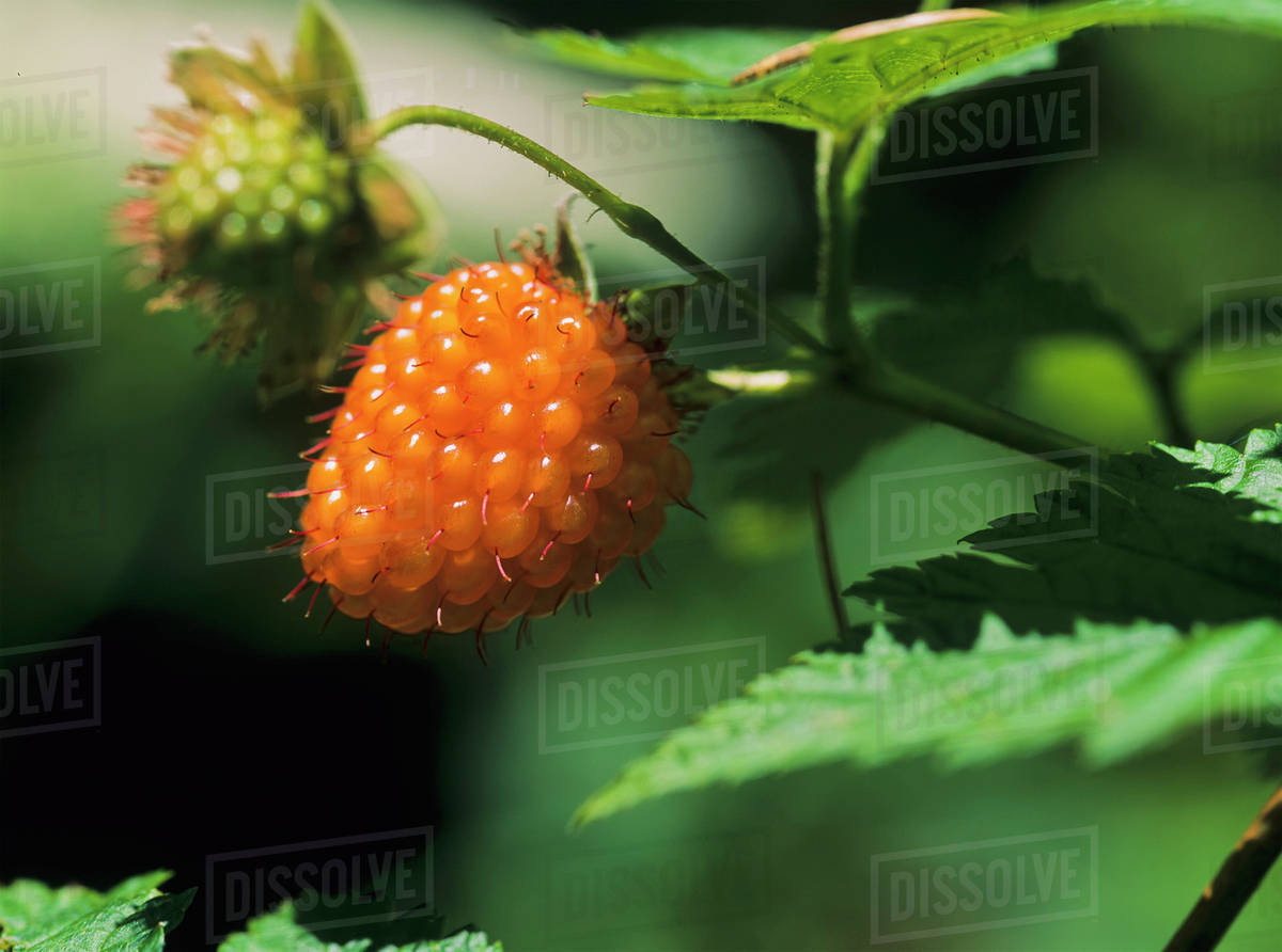 Salmonberry (Rubus spectabilis); Waldport, Oregon, United States of