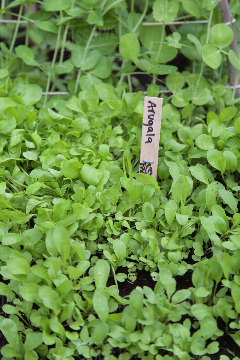 arugula seedlings growing in a garden toronto ontario canada