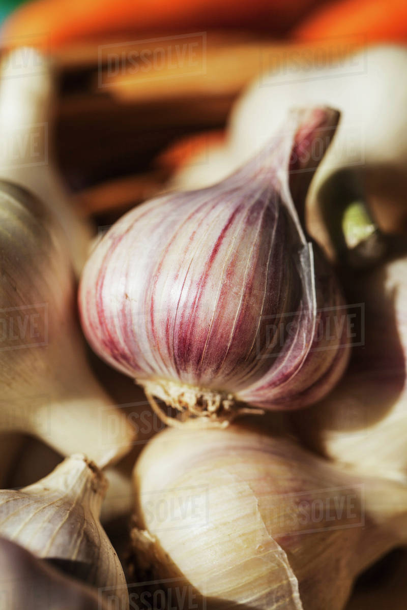 Large clean organically grown hardneck garlic bulbs; Toronto, Ontario
