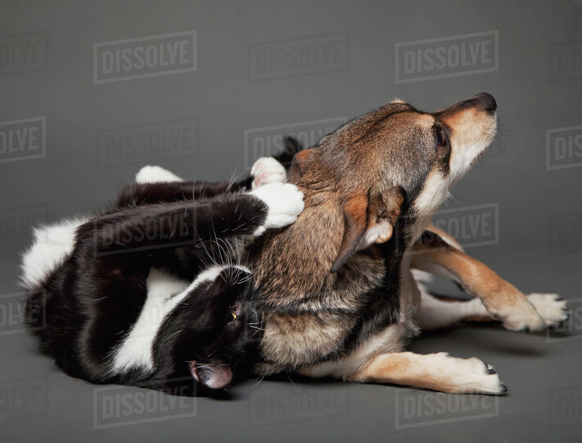 A cat scratches a dog's back playfully as they lay together;Edmonton