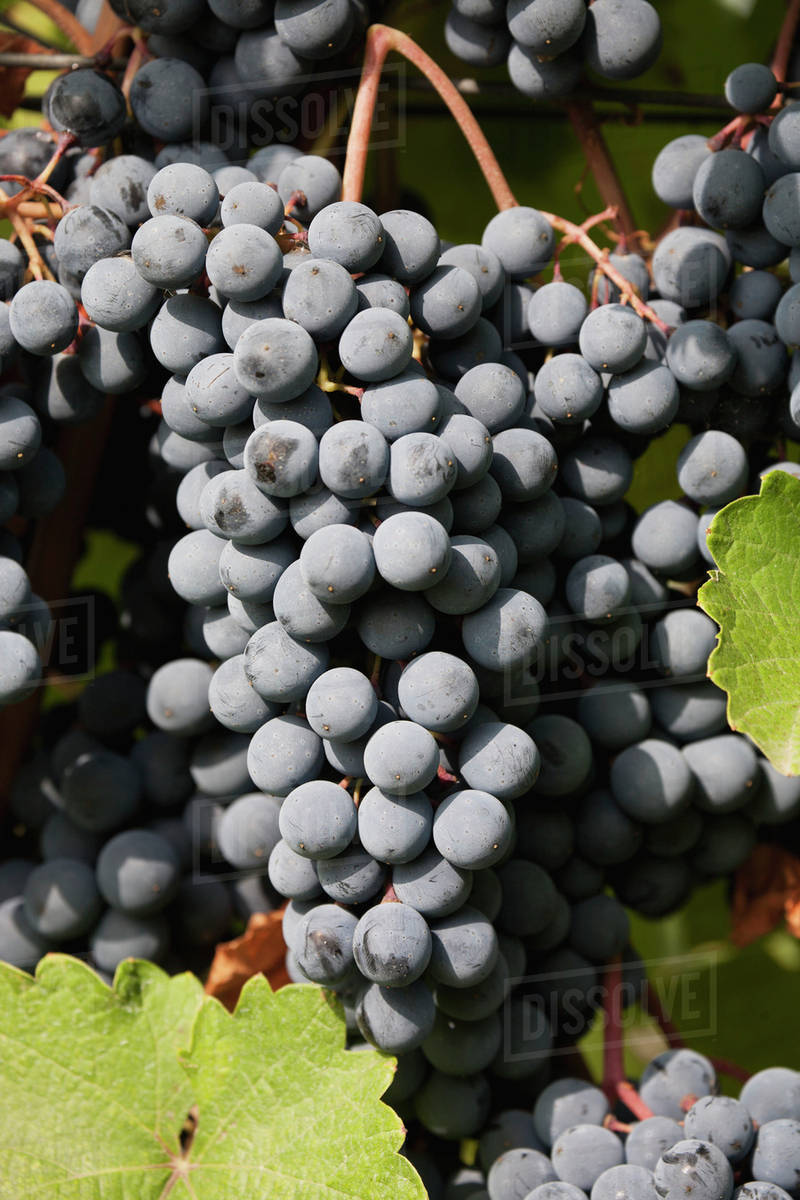 Sunlit bunches of dark red grapes on a vine;Emiliaromagna italy